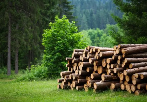 Отчет по форме 1-ИЛ